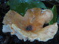 Hygrophorus leporinus